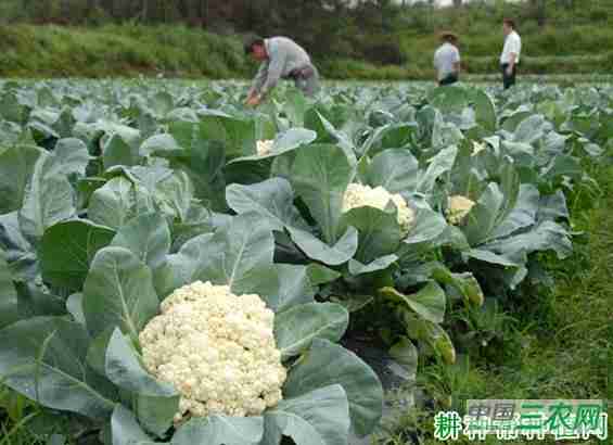 花椰菜多久成熟(花椰菜从开花到采收要多少天)